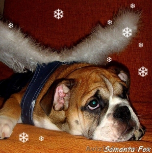 ЩЕНОК АНГЛИЙСКОГО БУЛЬДОГА ОТ ГРАНД ЧЕМПИОНОВ #4569