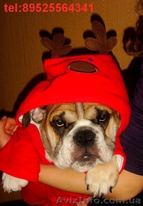 ЩЕНОК  БУЛЬДОГА ОТ ГРАНД ЧЕМПИОНОВ #5735