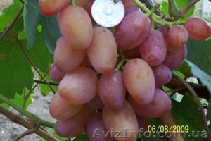 Продаю cаженцы винограда почтой #3813