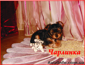 ЙОРКШИРСКИЙ ТЕРЬЕР,  Полтава #6956