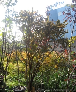 Продам растения,  широкий ассортимент #7481