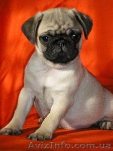 продам щенков мопса продам #8033