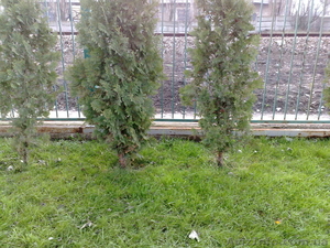 Автоматические системы полива,  капельное орошение,  автополив газонов #9076