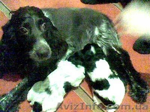 русский спаниель #8175