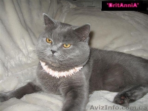 Британские котята #9177
