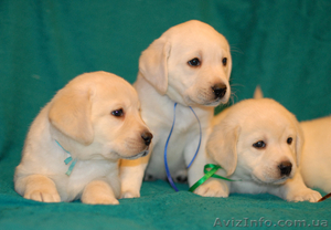 Щенки лабрадора от чемпионов питомникАнталас! #7009