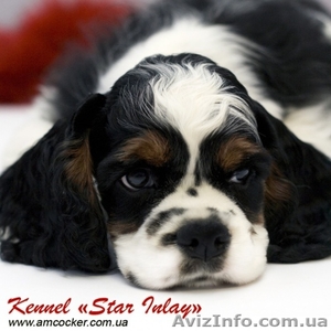 Щенки Американского Кокер Спаниеля  #9676