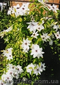 Клематис и клематисы,  гортензия,  самшит,  туя,  можевельник,  ель,  вейгела #10019