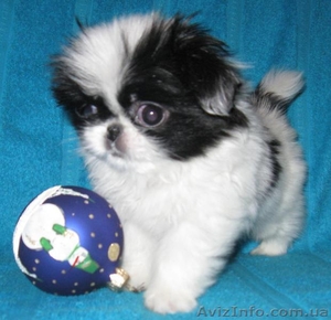 продаются щенки японского хина #10006