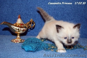 Бирманские котята #9446