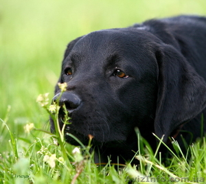 Отличные щенки Лабрадор ретривера  #9146