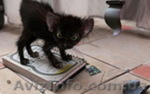 Восстановление системы,  настройка компьютера в Симферополь 0663957697 #7790