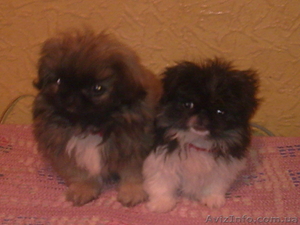 ПЕКИНЕС-ИМПЕРАТОРСКАЯ СОБАКА!!!!!!!!!!!!!!!!!!!!!!!!!!!!!!!!!!!!!!!!!! #6605