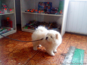 сука чау-чау 4 месяца #7031