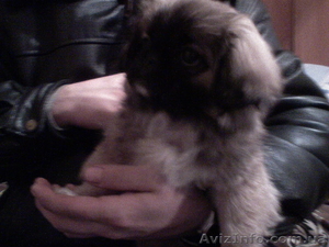 продам щенков пекинеса-девочку и мальчика #10733