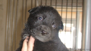 Щенки  говорящей собаки #7565