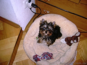 ПРОДАМ  ЙОРКШЫРСКИЙ ТЕРЬЕР #8500