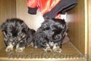 Продам пекинесика (девочка) #8042