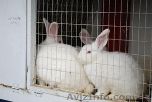 Продаем кролей мясного направления для разведения #6554