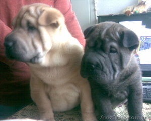 Щеночки шар-пея #9717