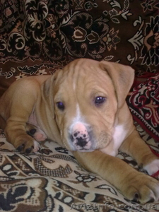 Продаются щенки американского стаффордширского терьера.  #5150