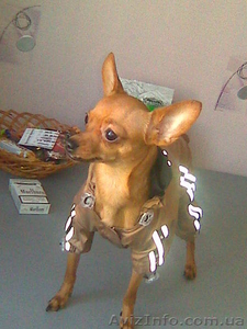 Вязка Той-Терьер #10094