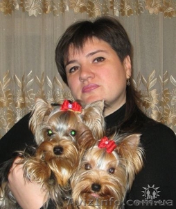 Элитные  йоркширские терьеры ( московская вязка).Щенки- мини бэби фэйс #8356