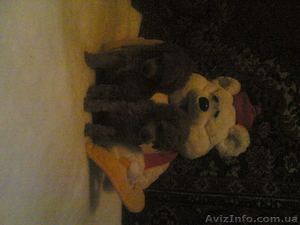 Щенки Карликового Пуделя #9423