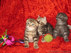 Шотландские котята вислоухие и страйты #10313