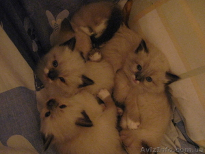 Продаж тайских котят #10790