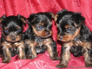 щенки йоркширского терьера #10345