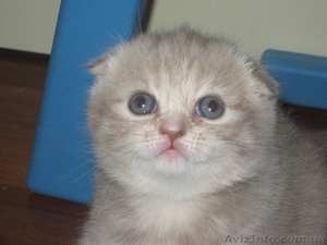 котята шотландские вислоухие/приямоухие #8054