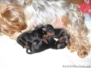 продам щенков йоркширского трьера #10163