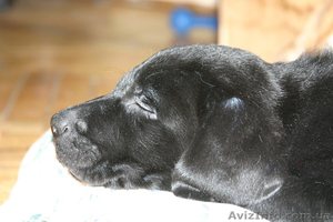 Щенок лабрадора ретривера #10614