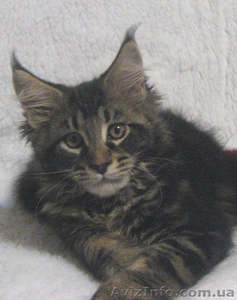 Котенок Мейн кун #9427