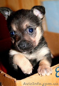 Продам девочку чихуахуа #7697