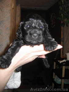 Продам щенков кокер-спаниеля #10981