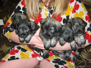 щенок цвергшнауцера девочка #6812