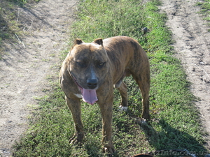 щенки американского стаффа #6568