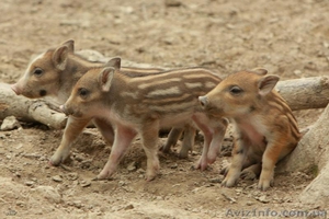 КУПЛЮ ПОРОСЯТ ДИКОГО КАБАНА #9426