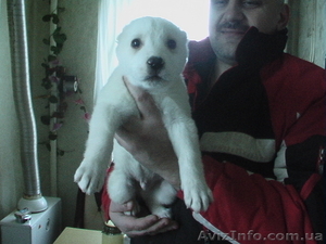 щенка алабая 2, 5 мес альбинос #10645