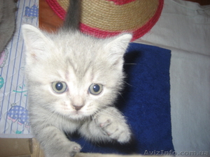 Продам британского котенка #10779