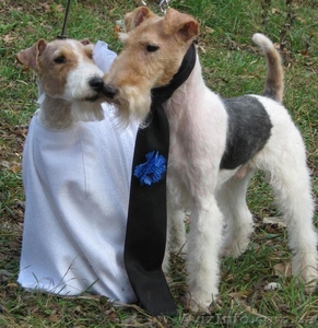 Продаются щенки фокстерьера ж/ш  Николаев #9809