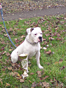 Американский бульдог #11113