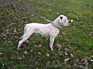 Продам щенка Американского бульдога #11125