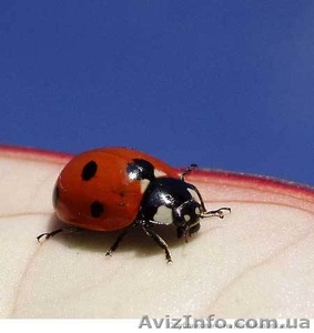 Консультации профессионального психолога,  психотерапевта #10097