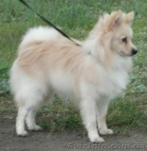 Продам Собаку Немецкого Шпица #6987