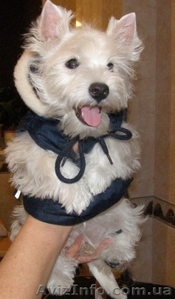 ЩЕНКИ  ВЕСТ ХАЙЛЕНД  УАЙТ  ТЕРЬЕР /West Highland White Terrier / вест/вести/вест #6280