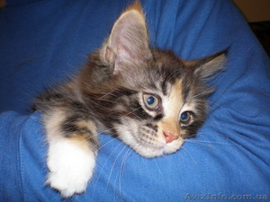 Котята  породы мейн  кун #7310