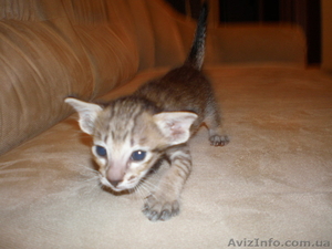 ориентальные и сиамские котята #10698